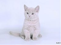 Британский лиловый котенок